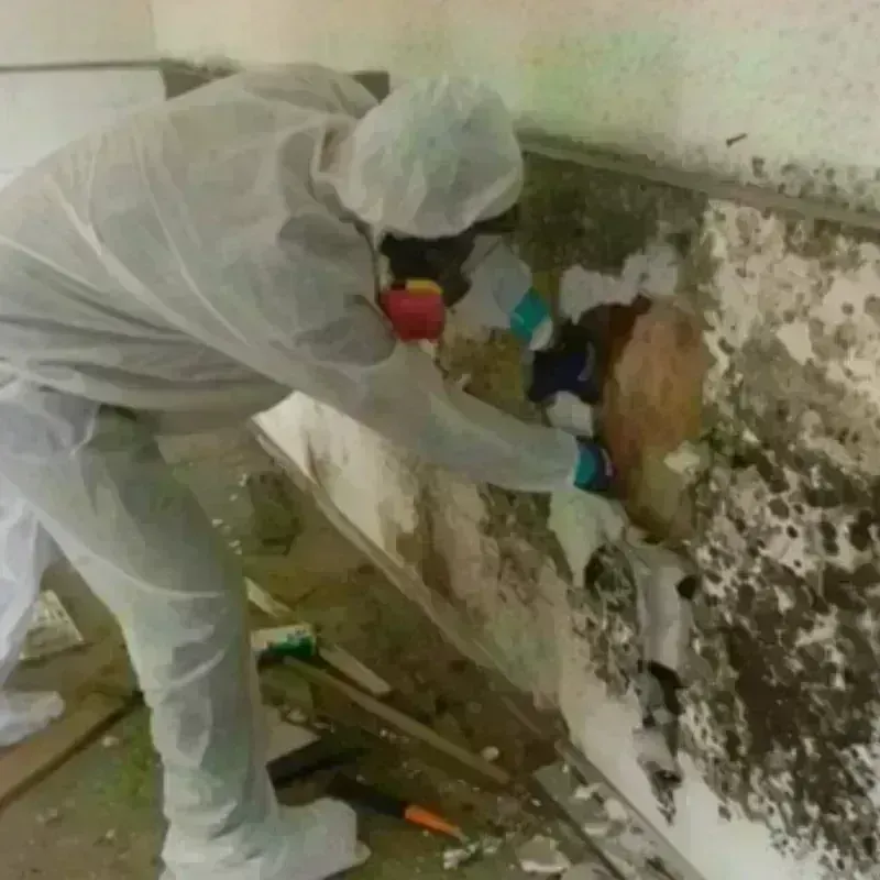 Mold Remediation and Removal in Fair Lawn, NJ